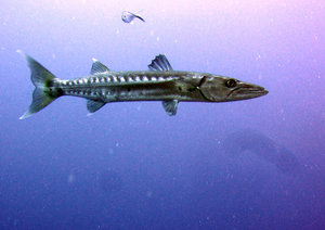 Barracuda in the Bay of Pigs