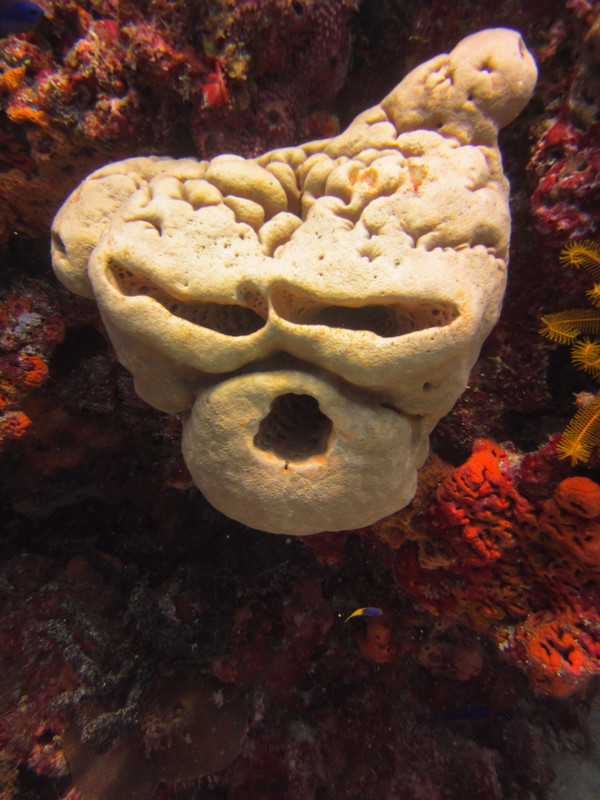 Awesome brain and face coral formation - diving off Isla Mujeres