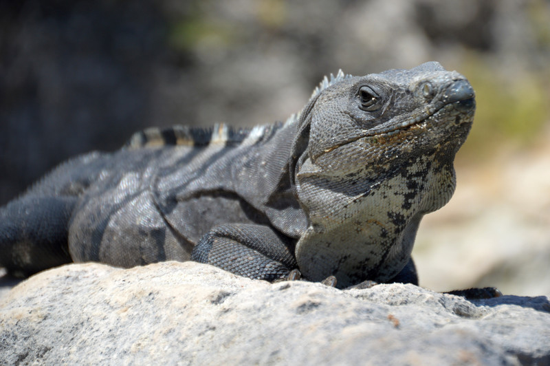 One of Tulum's many iguanas