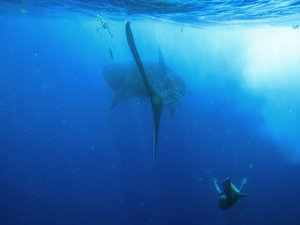 Swimming with whale sharks off Isla Mujeres