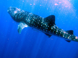 Swimming with whale sharks off Isla Mujeres