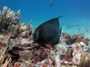 Diving off Isla Mujeres