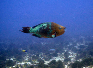Huge parrotfish - diving off Isla Mujeres