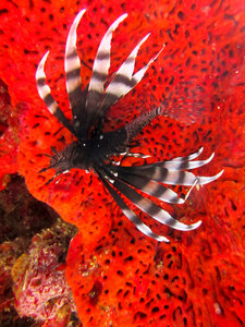 Lionfish - diving off Isla Mujeres
