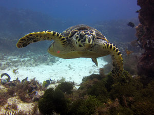 Diving off Isla Mujeres