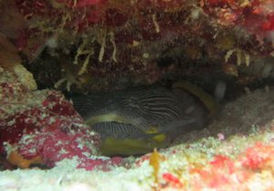 Splendid Toadfish - diving off Isla Mujeres