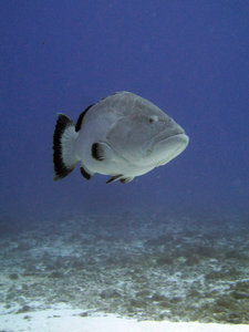 HUGE grouper - diving off Cozumel