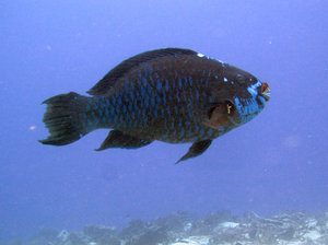 Extremely large parrotfish - diving off Cozumel