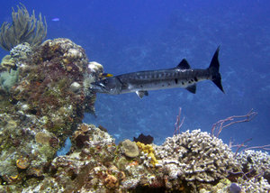 Baraccuda - diving off Cozumel