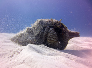 Hermit crab - diving off Cozumel