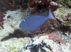 Diving off Cozumel