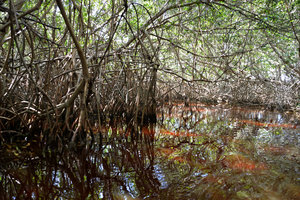 The mangroves of Celestun