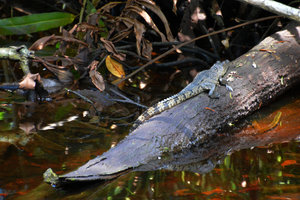 Croc spotting in the mangroves of Celestun