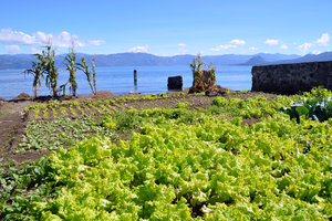 The Mendez family's lakeside vegetable plot