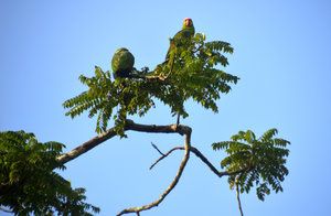 Tikal parrots