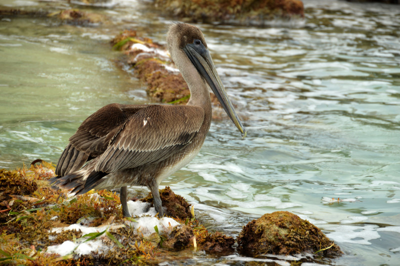 Pelican - Caye Caulker