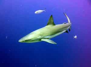 Shark at Half Moon Caye