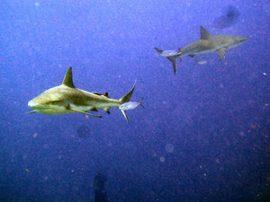 Two sharks at Half Moon Caye