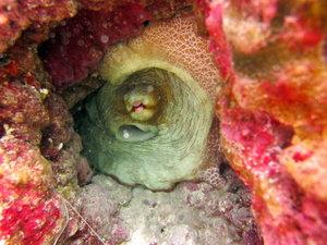Hiding octopus at Half Moon Caye