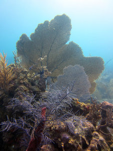 Fan coral at Half Moon Caye