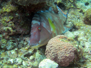 Sleeping fish at Half Moon Caye