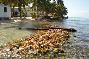 Discarded conch shells at Tobacco Caye