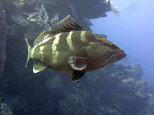 Big grouper at Half Moon Caye