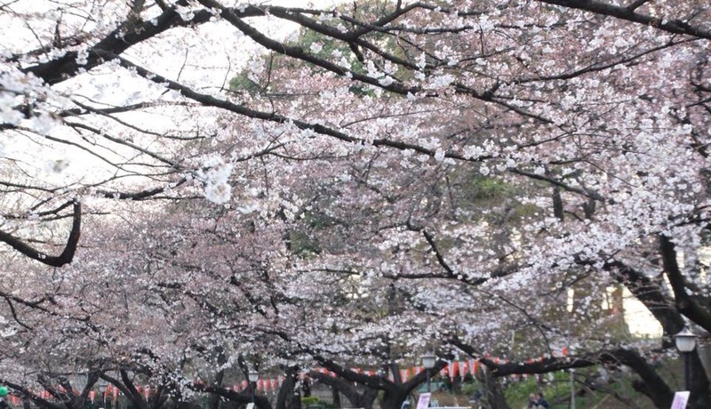 Avenue of cherry blossom, Ueno Park