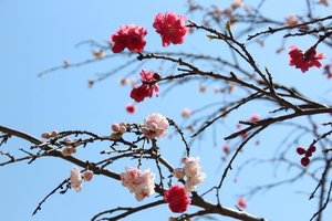 Grafted cherry blossom