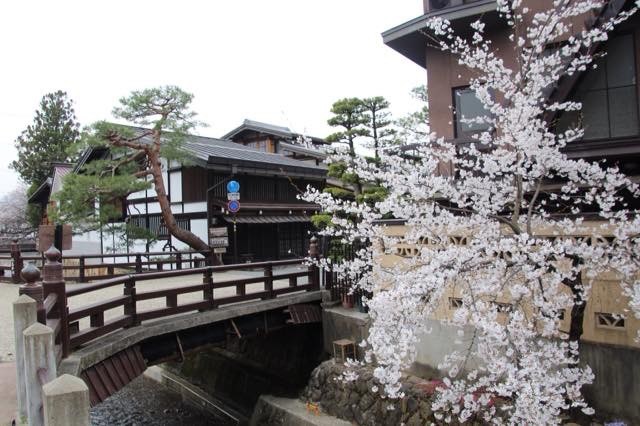 Blossoms and bridge in Takayama 
