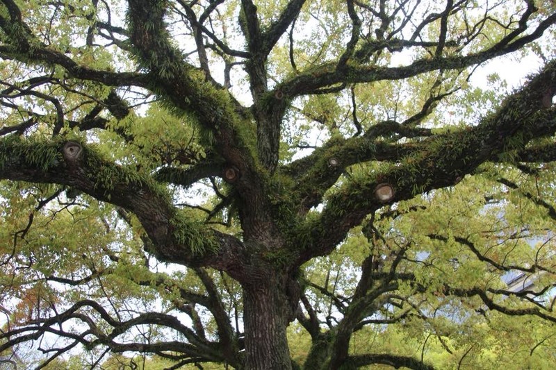 Moss-covered tree, Hiroshima Peace Park