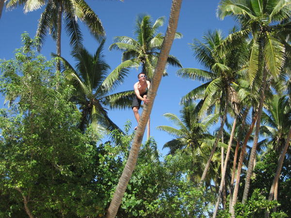 How (not) to climb a coconut tree