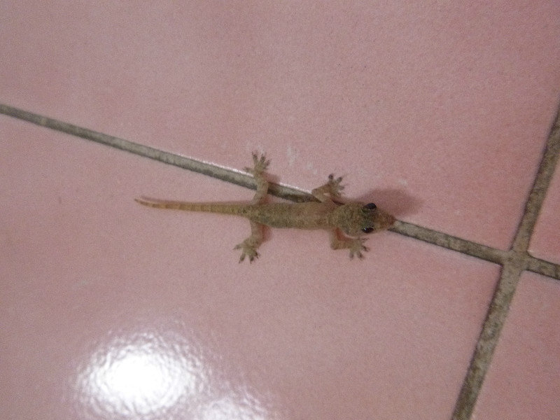 Our bathroom Gecko