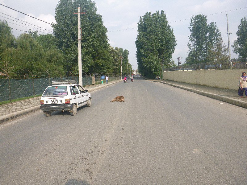 Cow, in the middle of the road. 