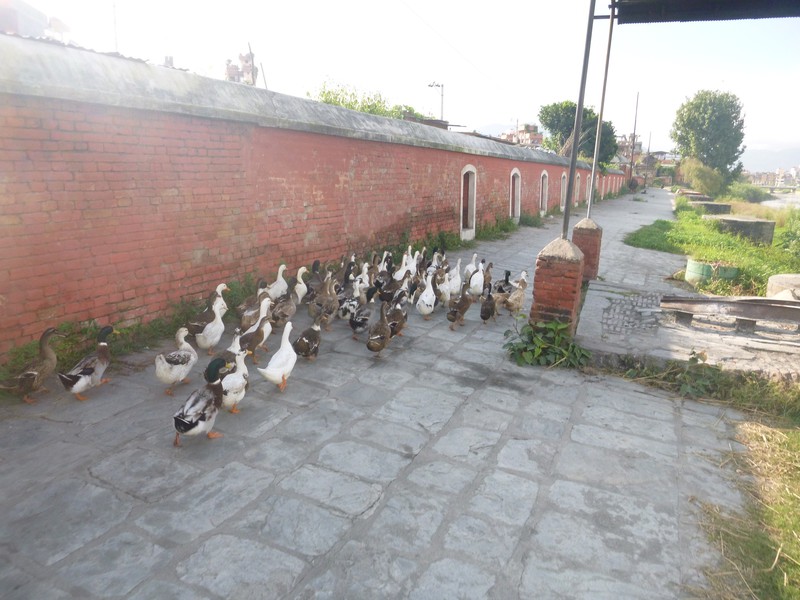Duck herding 