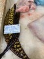 Fish Market - Moray eels!