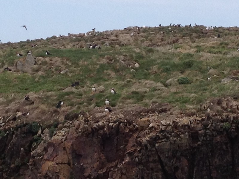 Hundreds of Puffins!