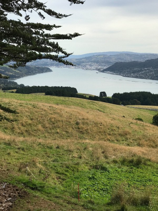 View from the Castle Larnach - Dunedin