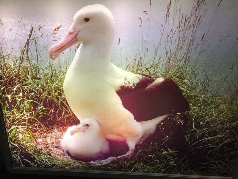 Photo of a photo of the albatross - hard to get near!