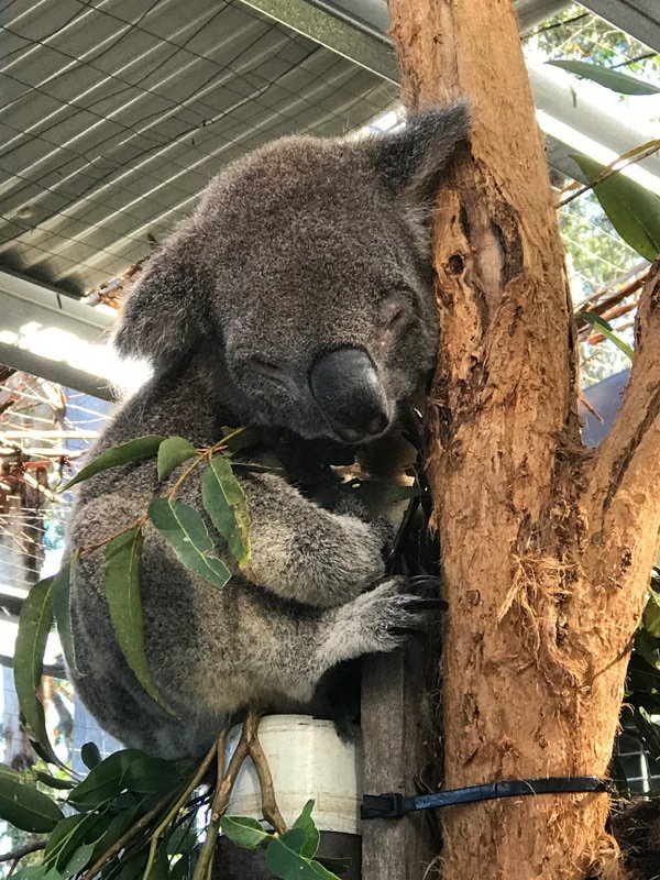 Koala Hospital - Blind & won't be released!