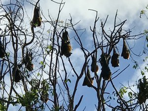 Fruit Bats - Big Buggers that fly at night!