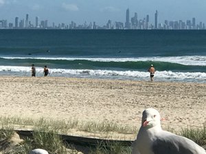Surfers Paradise in the background