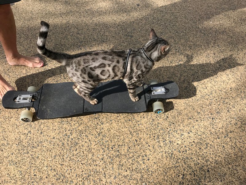 Boomer the skate boarding cat - apparently on You Tube as CatManToo.
