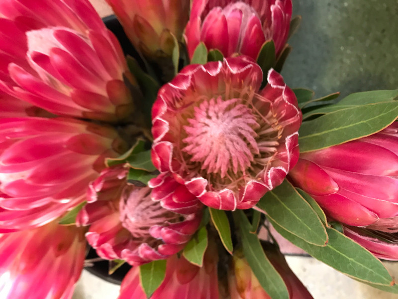 Proteas - National Flower of SA