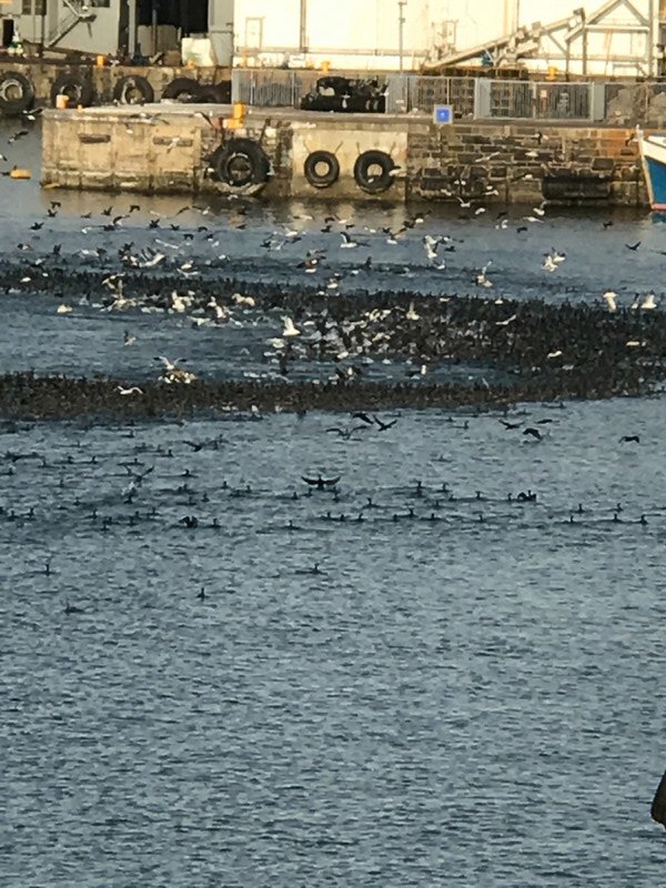 Swarms of Cormorants in the bay