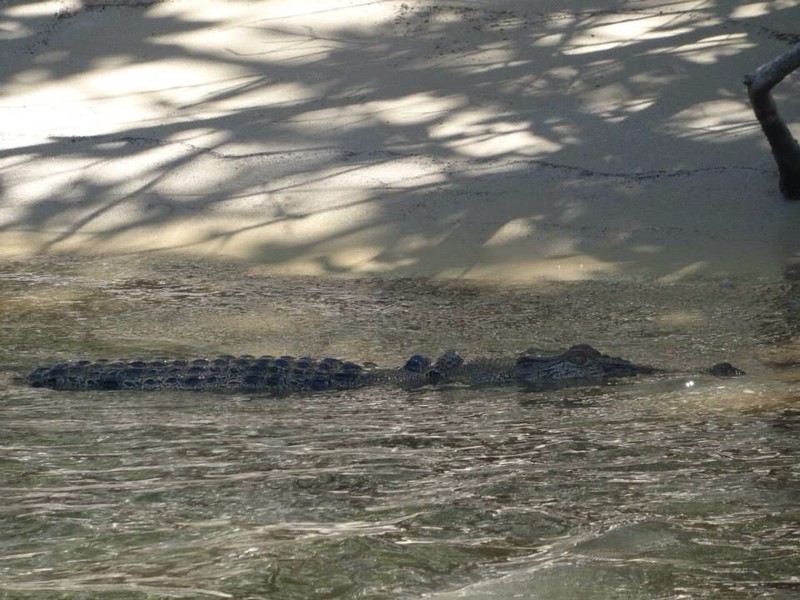 Croc in the water!