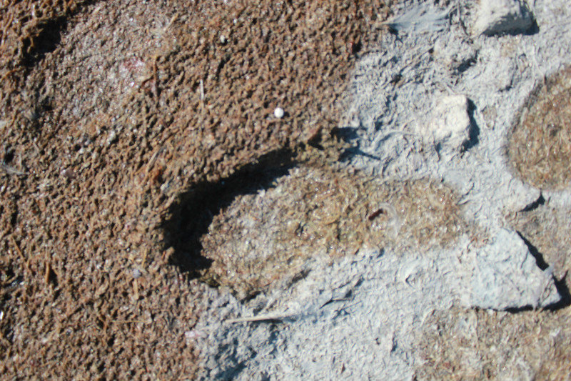 The milky deposits of the suspended sulphur leave of milky residue of the manuka leaf carpet