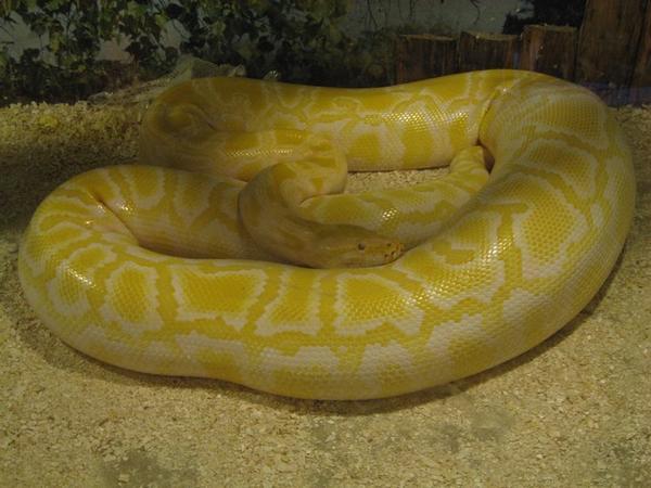 Albino python at the Snake museum in Mendoza