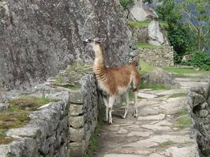 A llama strictly there for the tourists