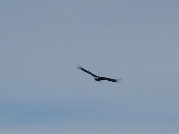 Majestic Condor flying overhead